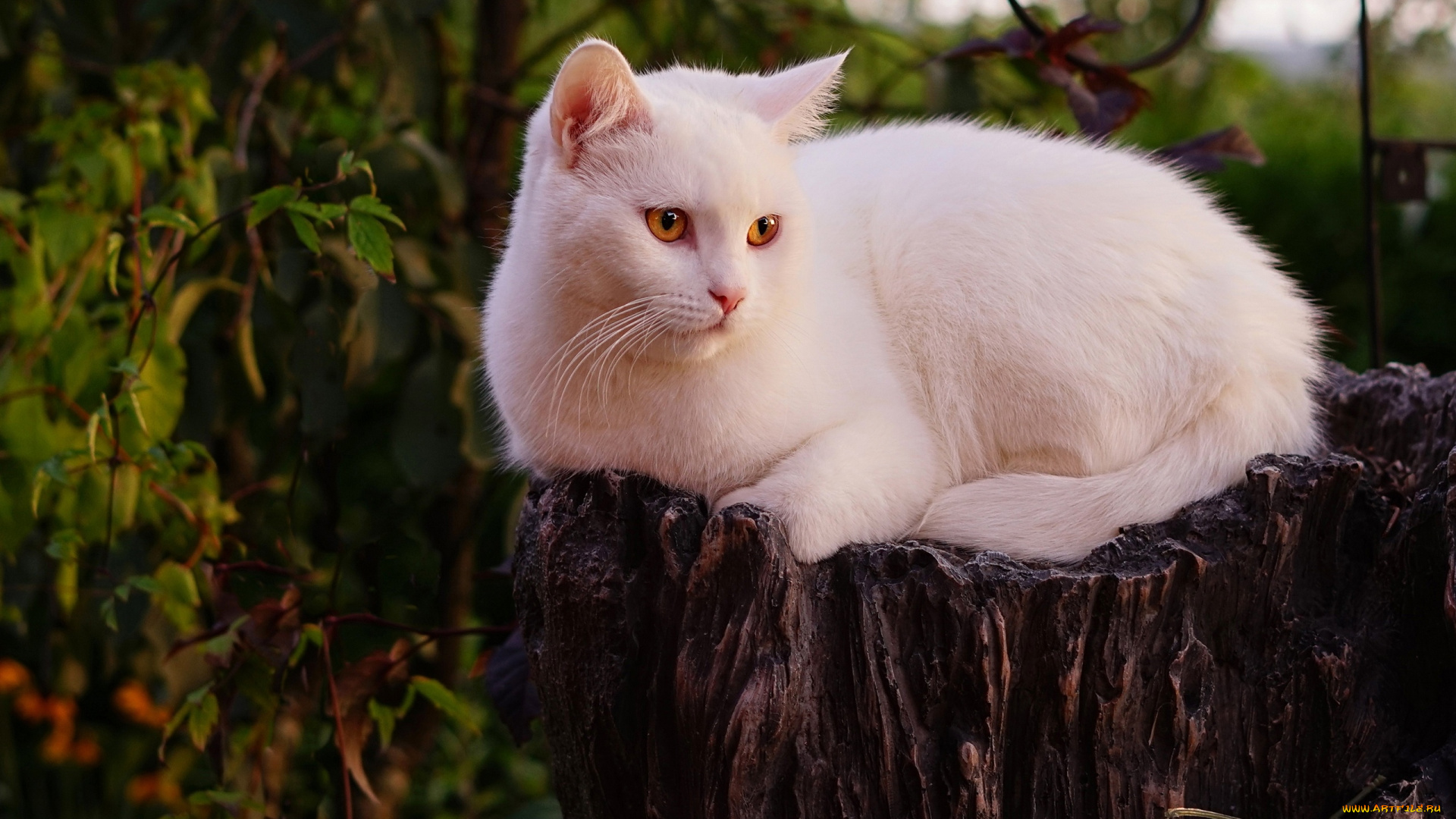 белый, кот, животные, коты, кот, животное, фауна, взгляд, фон