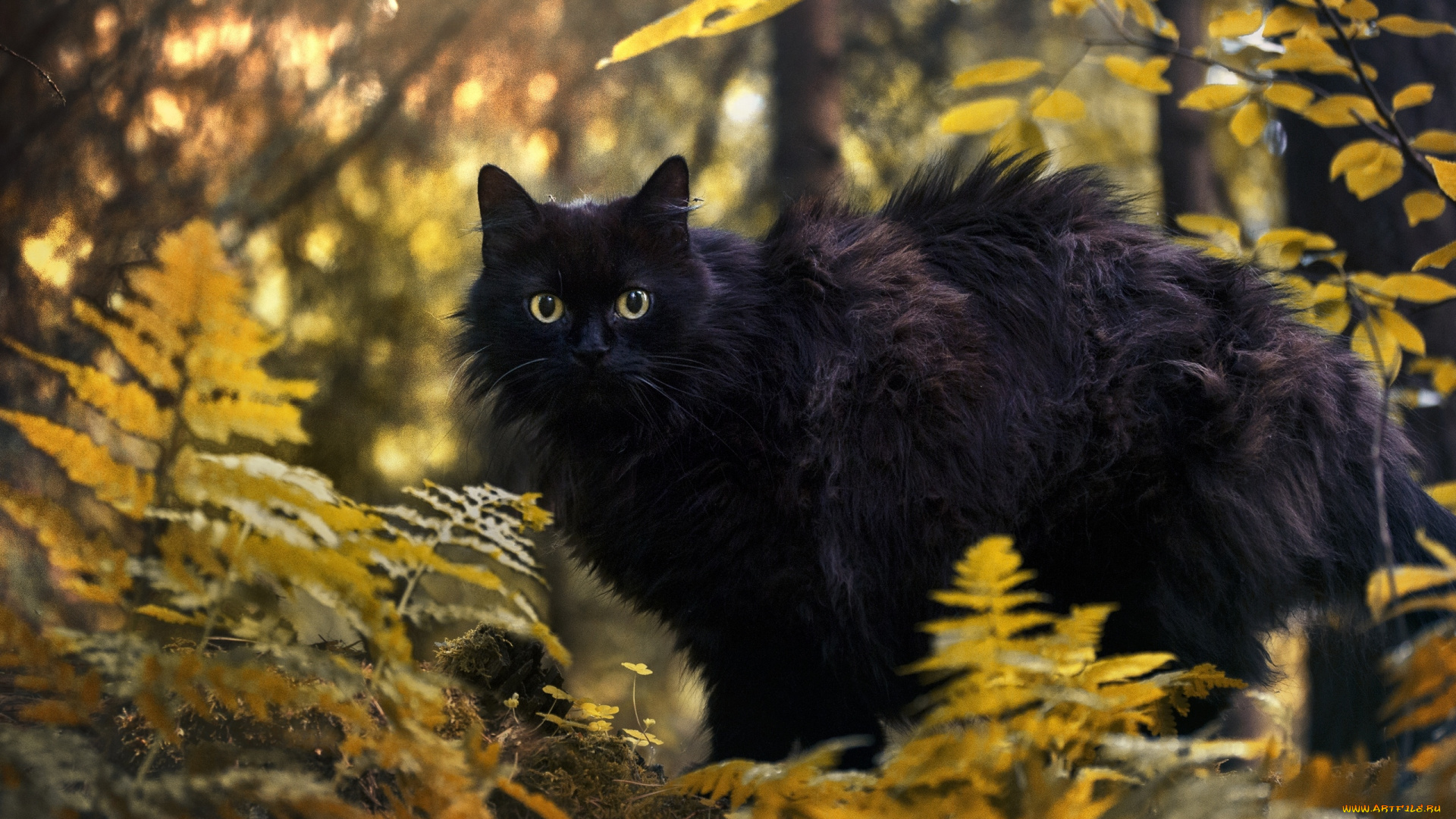 черный, кот, животные, коты, кот, животное, фауна, взгляд, природа