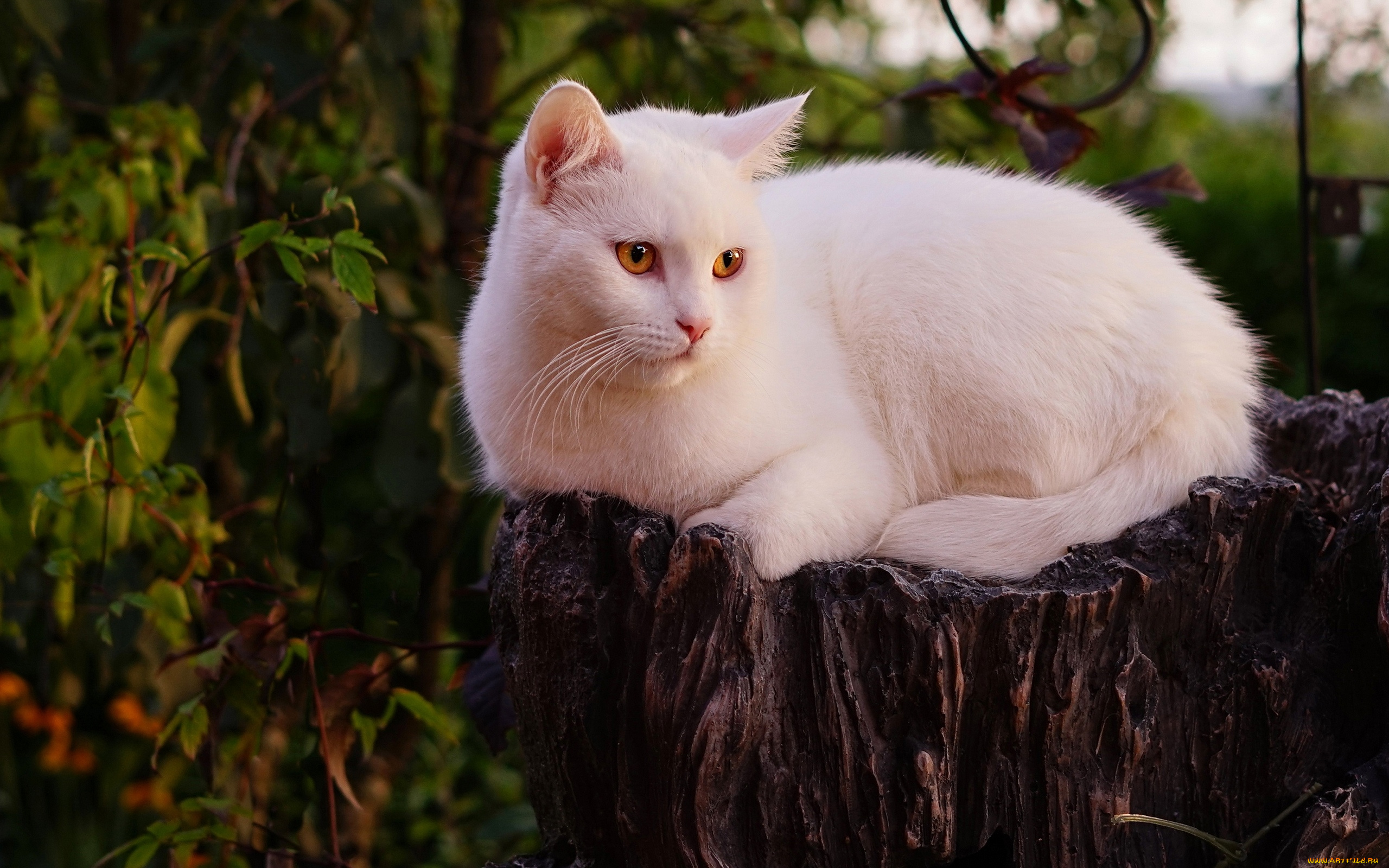 белый, кот, животные, коты, кот, животное, фауна, взгляд, фон