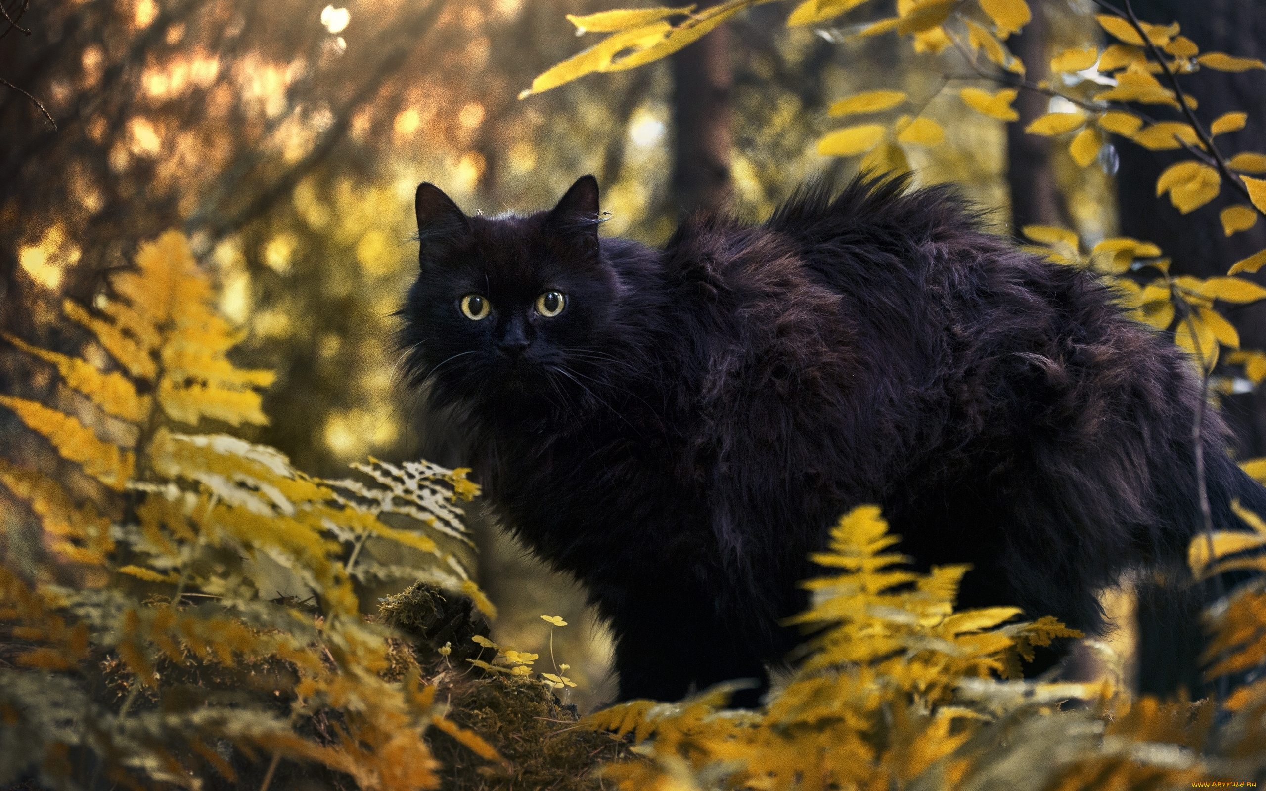 черный, кот, животные, коты, кот, животное, фауна, взгляд, природа