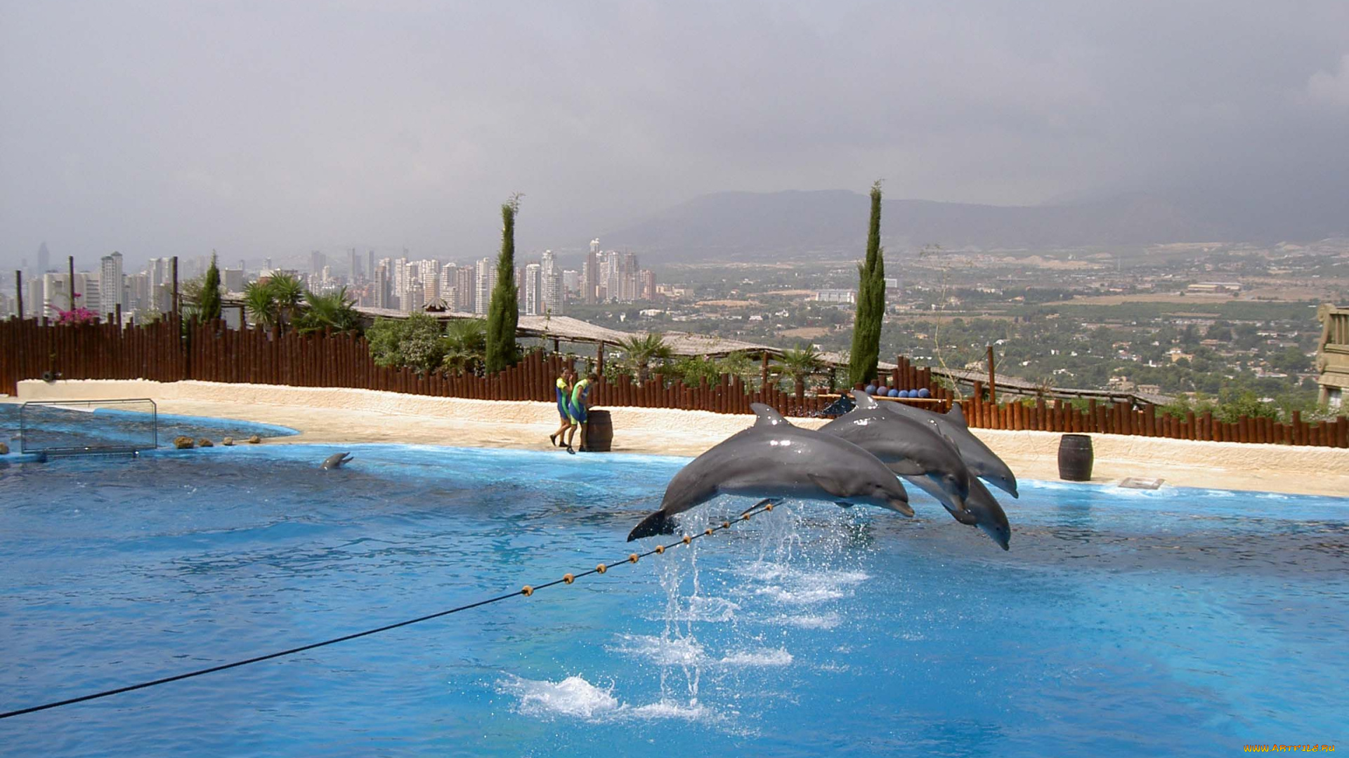 ispanija, mundomar, delfiny, животные, дельфины