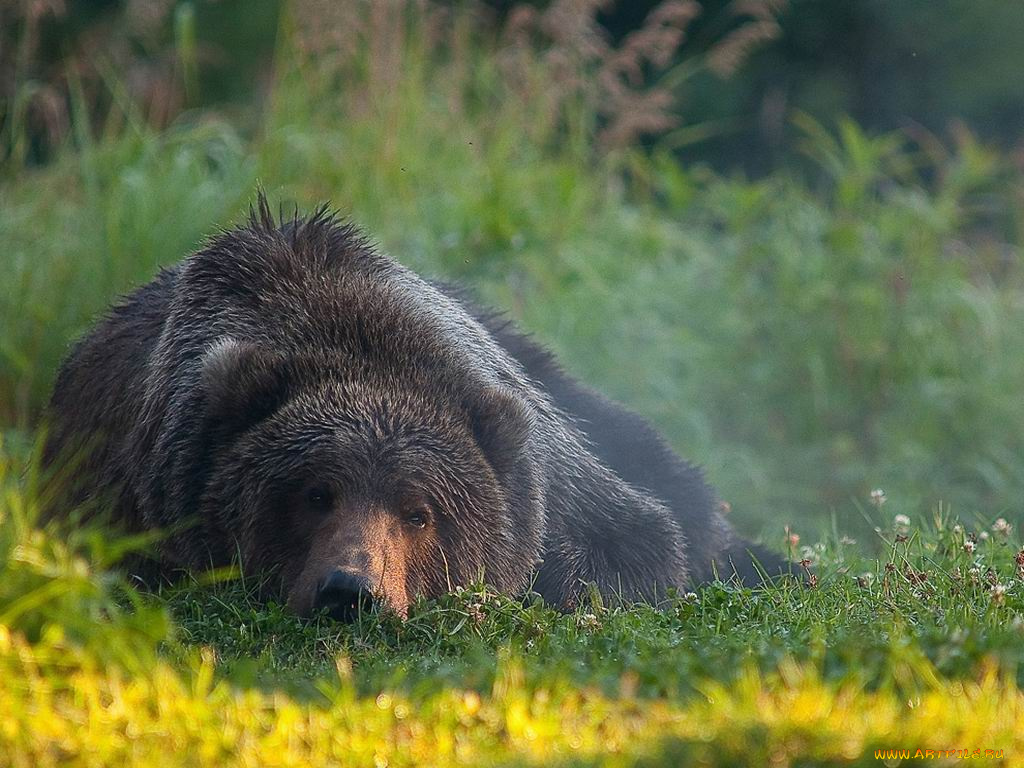 животные, медведи