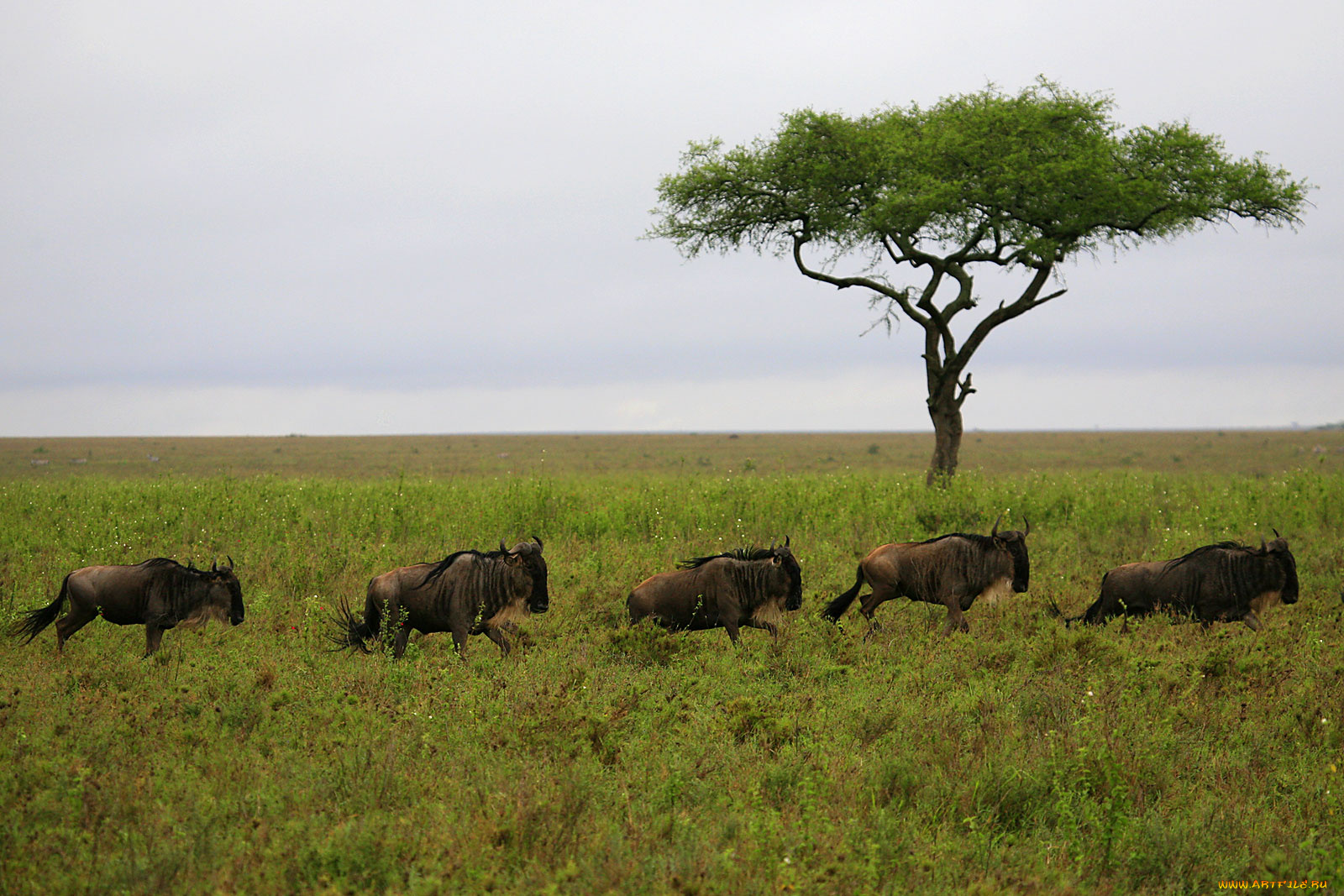 животные, антилопы, трава, дерево, стадо