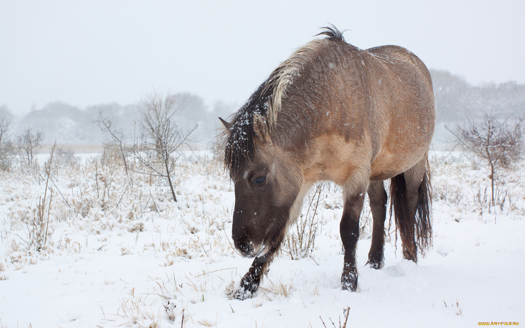 животные, лошади, холод, снег