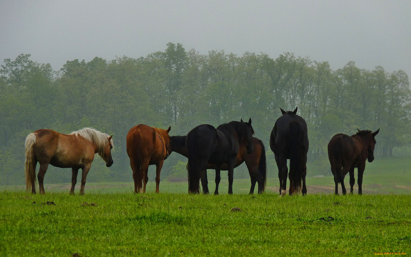 животные, лошади, лето, трава