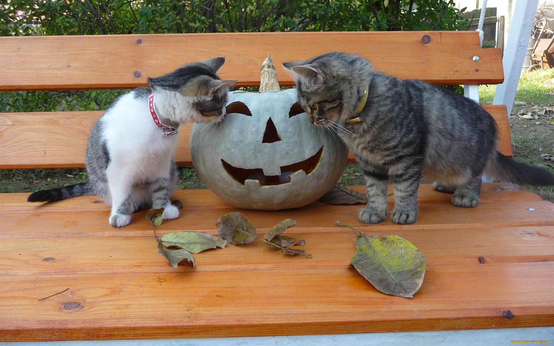 животные, коты, хэллоуин, тыква, скамейка, листья