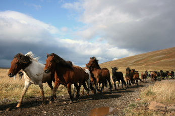 Картинка животные лошади табун бег много грива