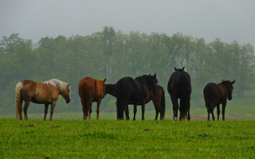 Картинка животные лошади лето трава