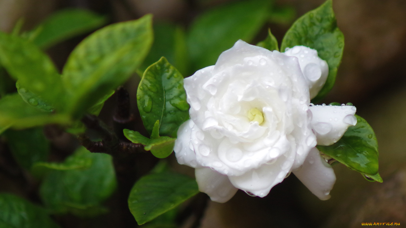 природа белая гардения цветы бесплатно