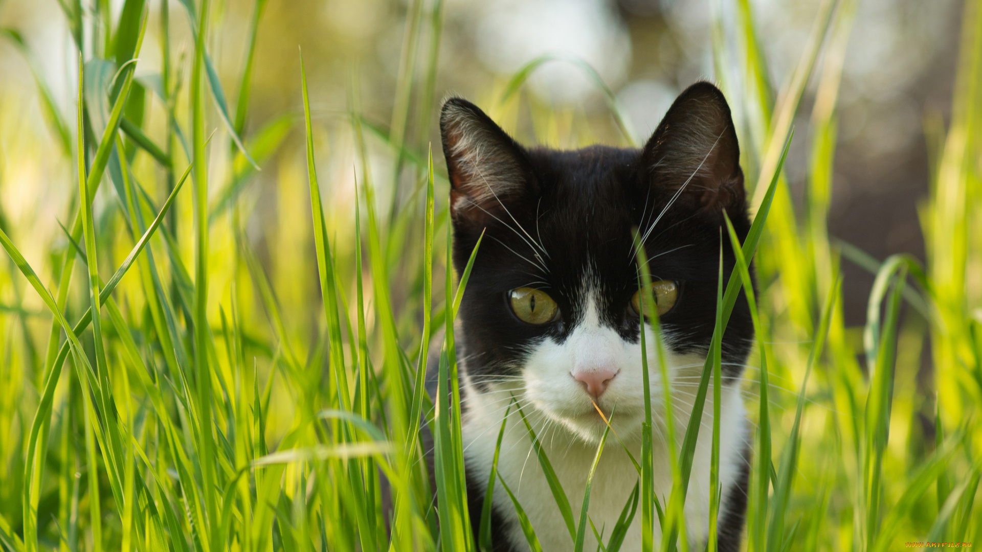 животные, коты, трава, взгляд, черно-белый