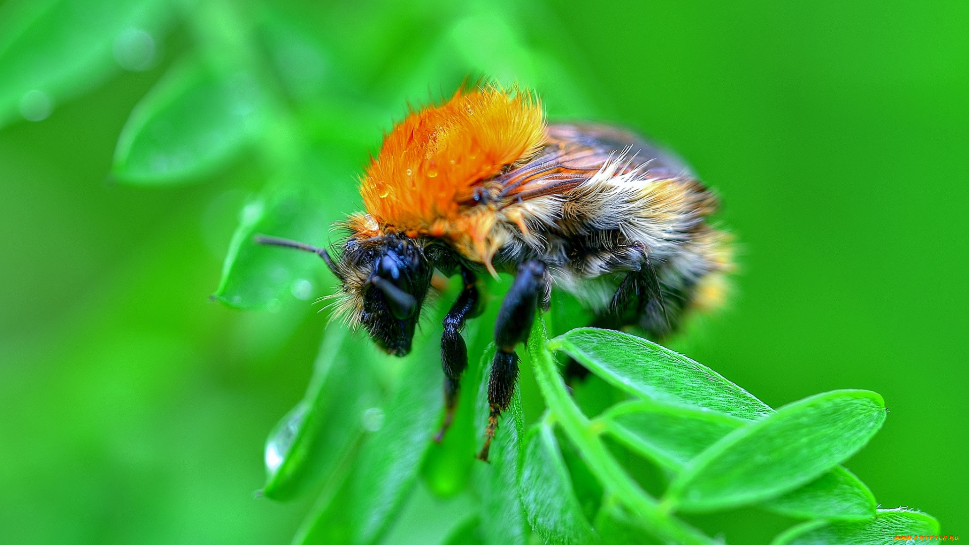 животные, пчелы, , осы, , шмели, листик, пчела