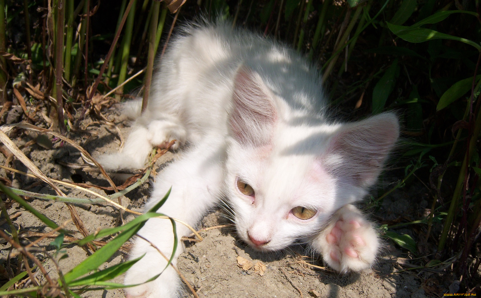 животные, коты, киса, белая