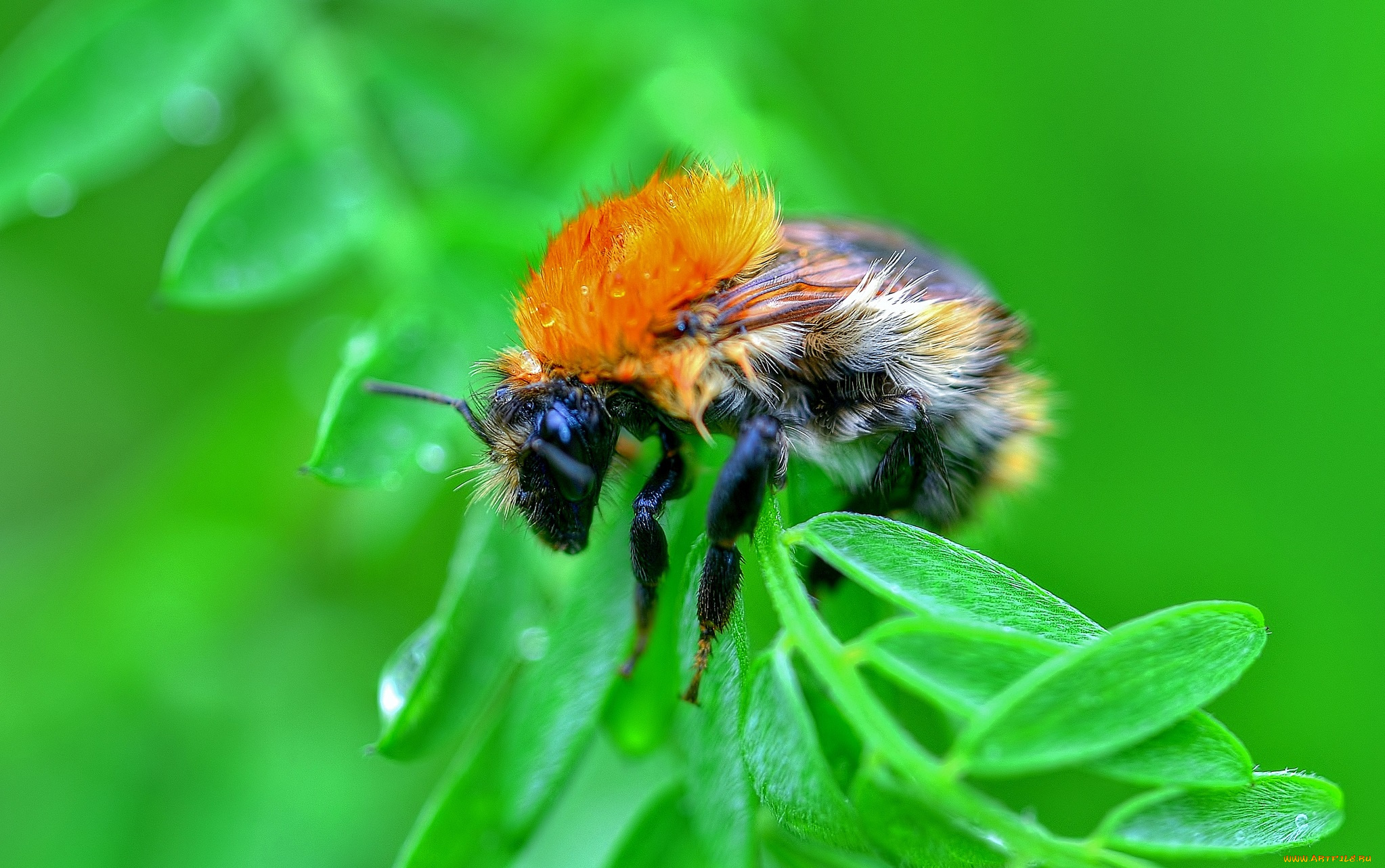 животные, пчелы, , осы, , шмели, листик, пчела