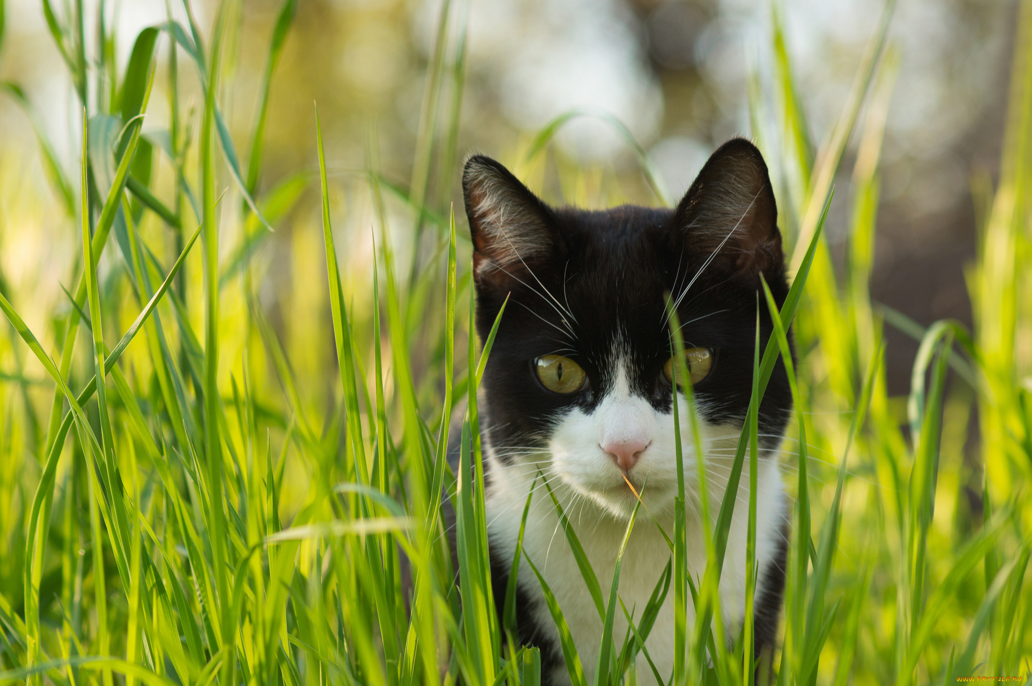 животные, коты, трава, взгляд, черно-белый