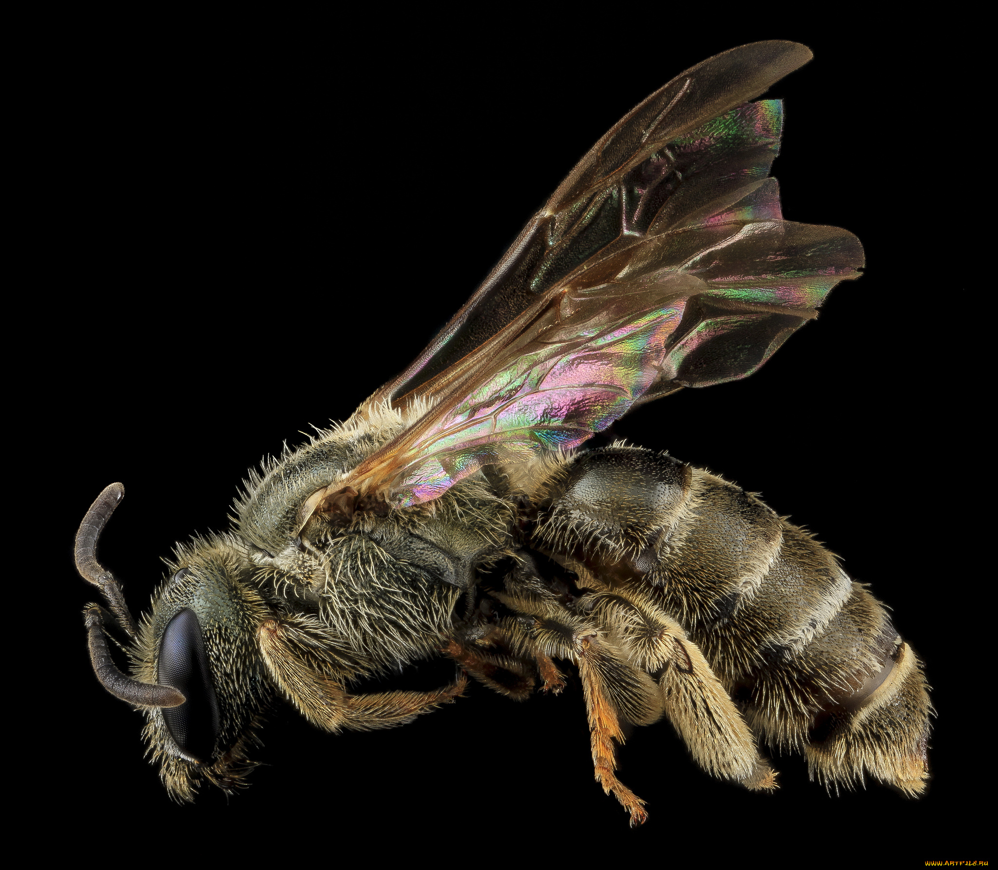 животные, пчелы, , осы, , шмели, макросъемка, пчела