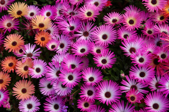 Картинка цветы аизовые мезембриантемум ливингстон ромашки