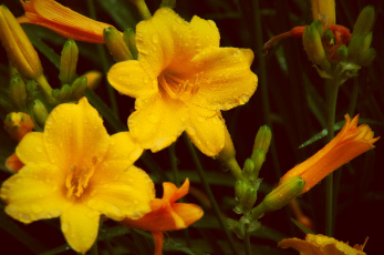Картинка цветы лилии +лилейники желтые роса