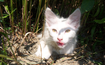 Картинка животные коты белая киса