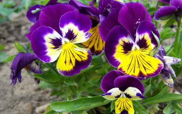Картинка цветы анютины+глазки+садовые+фиалки глазки фиолет