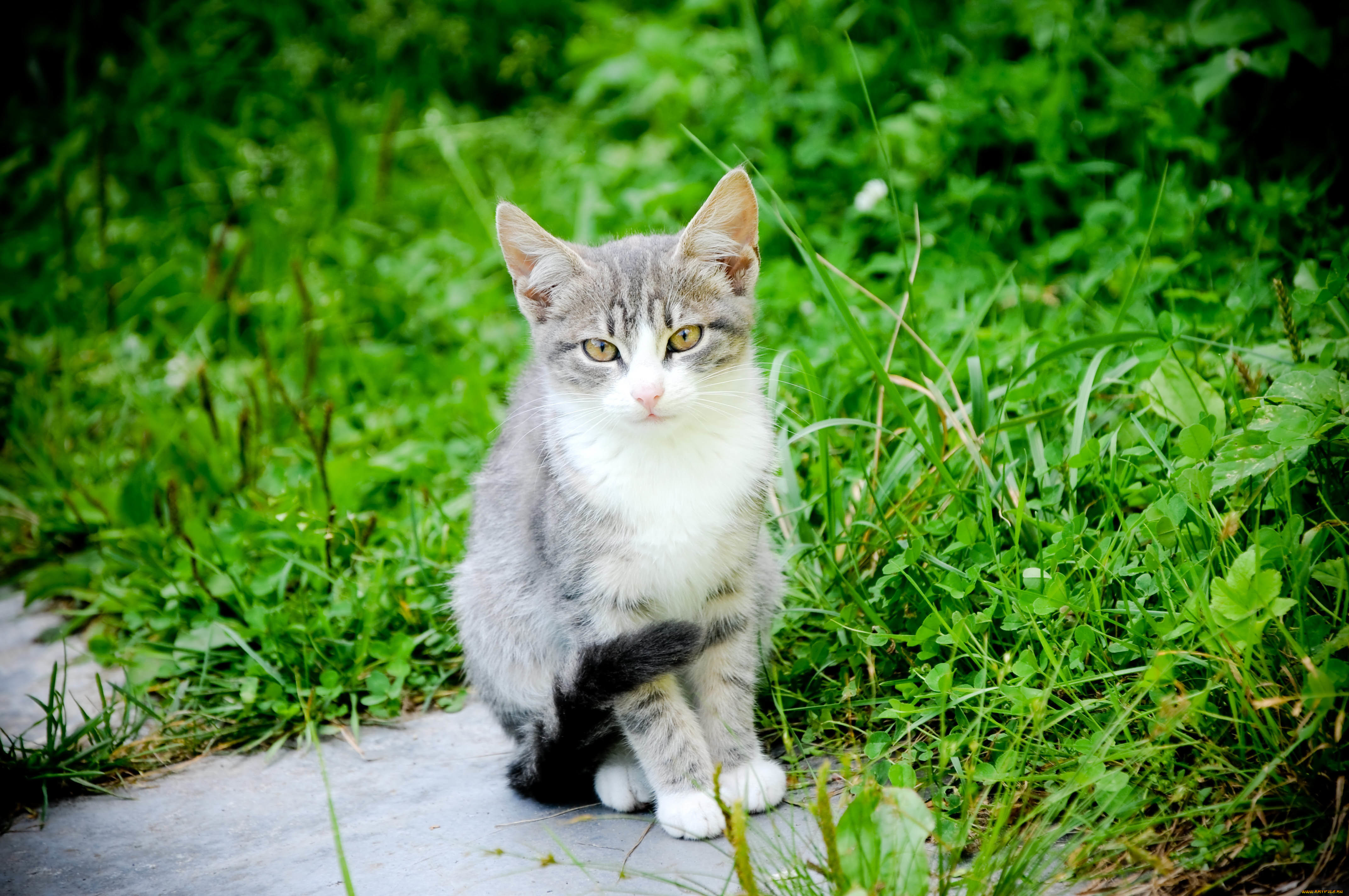 Два зеленых кота. Кошка на природе. Картинки на рабочий стол коты. Красивые коты на природе. Серая кошка в траве.