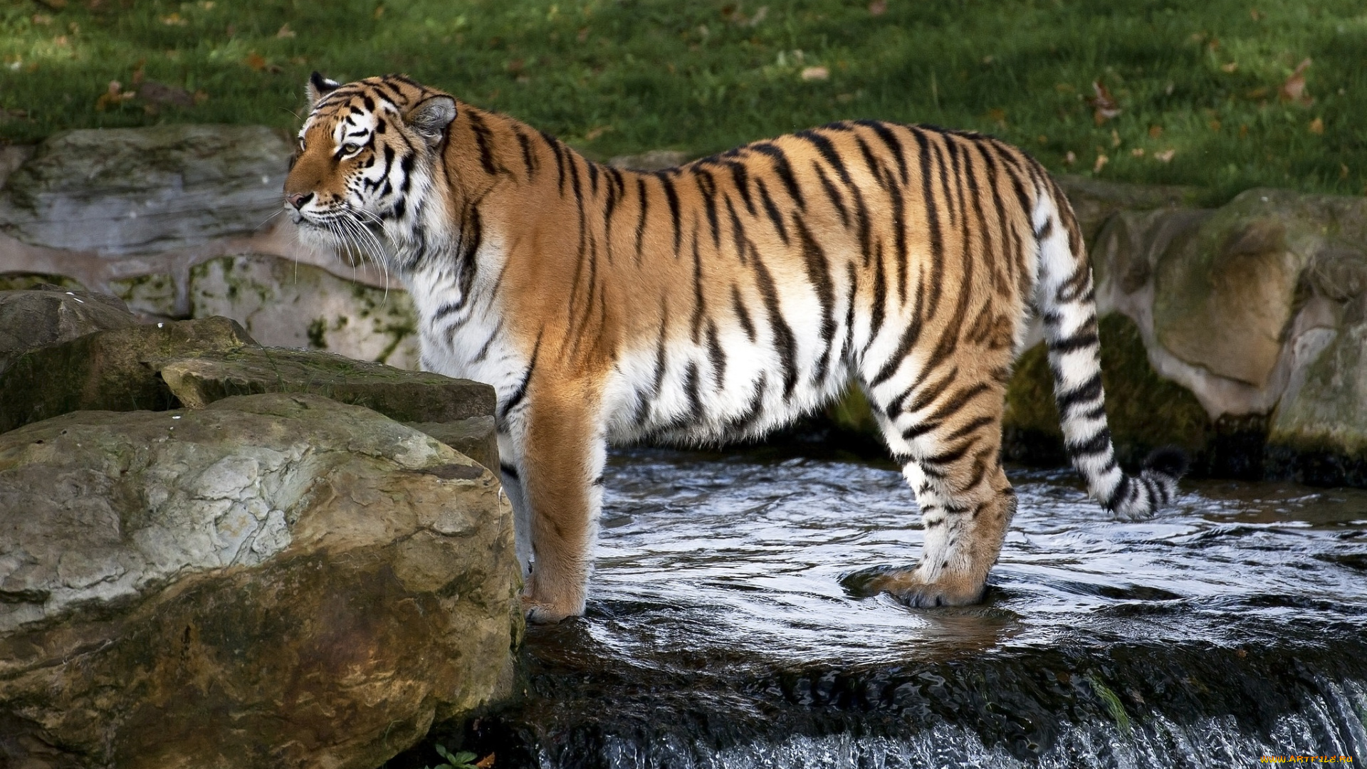 животные, тигры, амурский, зоопарк, зелень, камни, водопад, вода, полоски, хищник