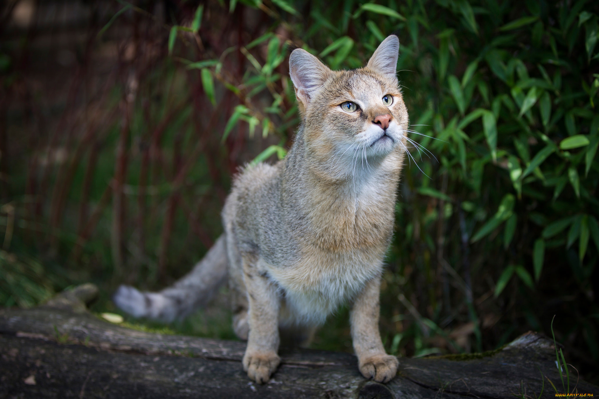 Дикий кот слушать. Камышовый кот. Камышовый кот (Болотная Рысь). Дикий камышовый кот. Кавказский камышовый кот.