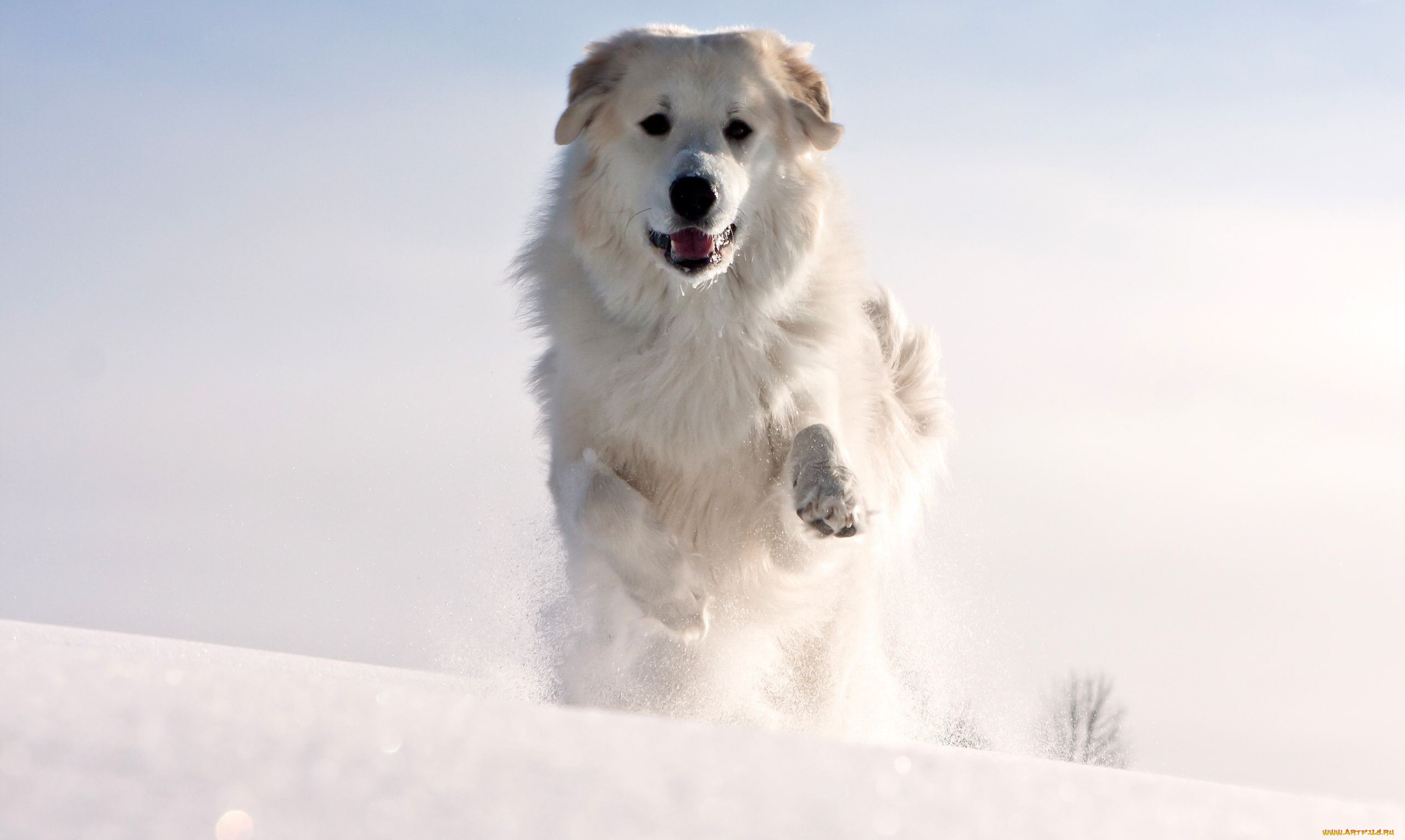 животные, собаки, снег, бег