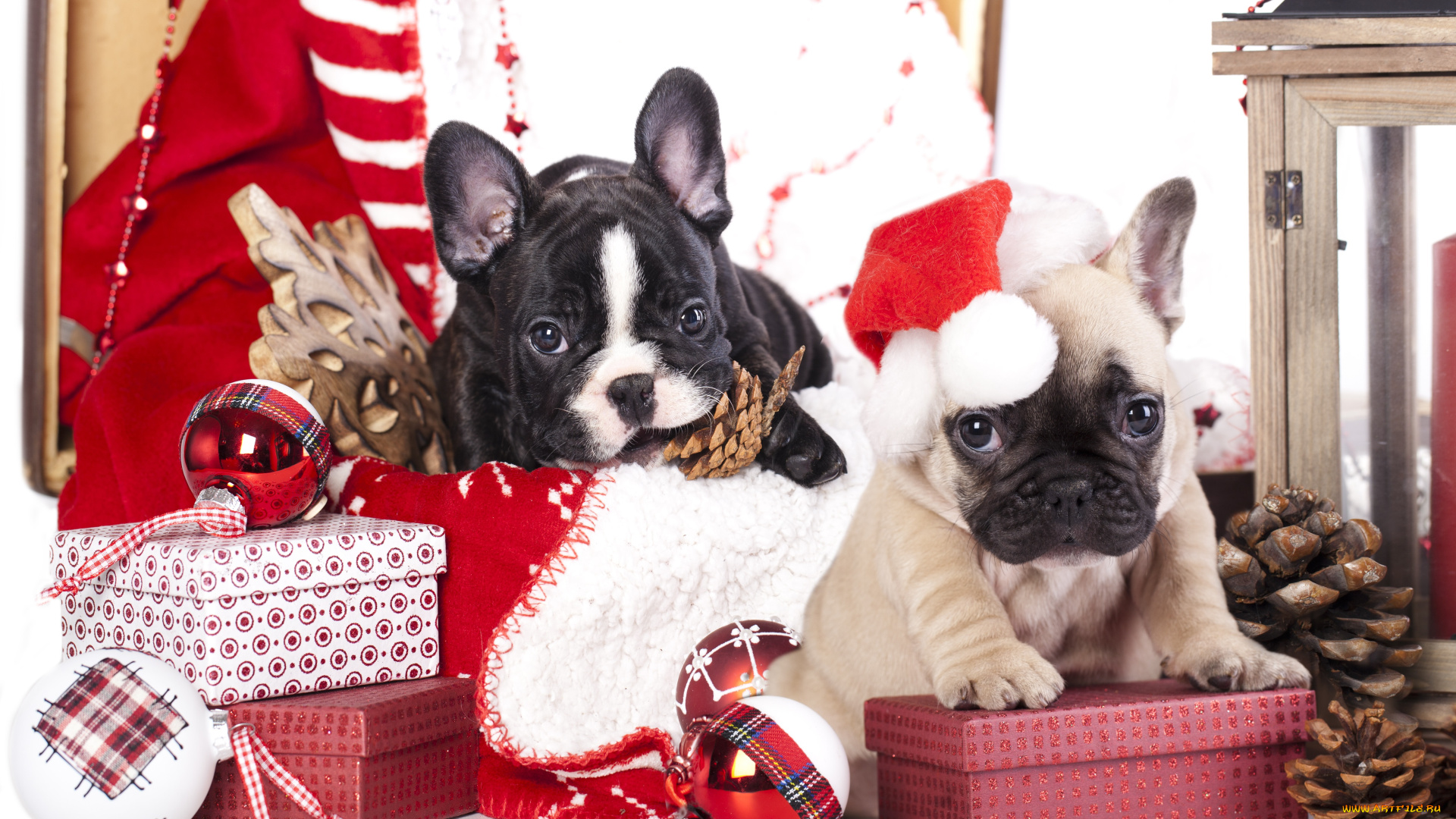 животные, собаки, игрушки, шишки, снежинка, шарики, колпак, коробки, подарки, щенки, французский, бульдог