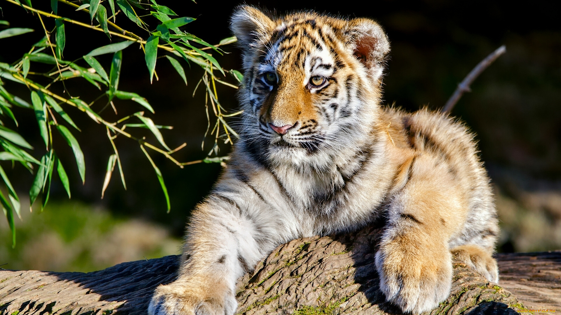 животные, тигры, амурский, тигр, ветки, котёнок, тигрёнок, детёныш