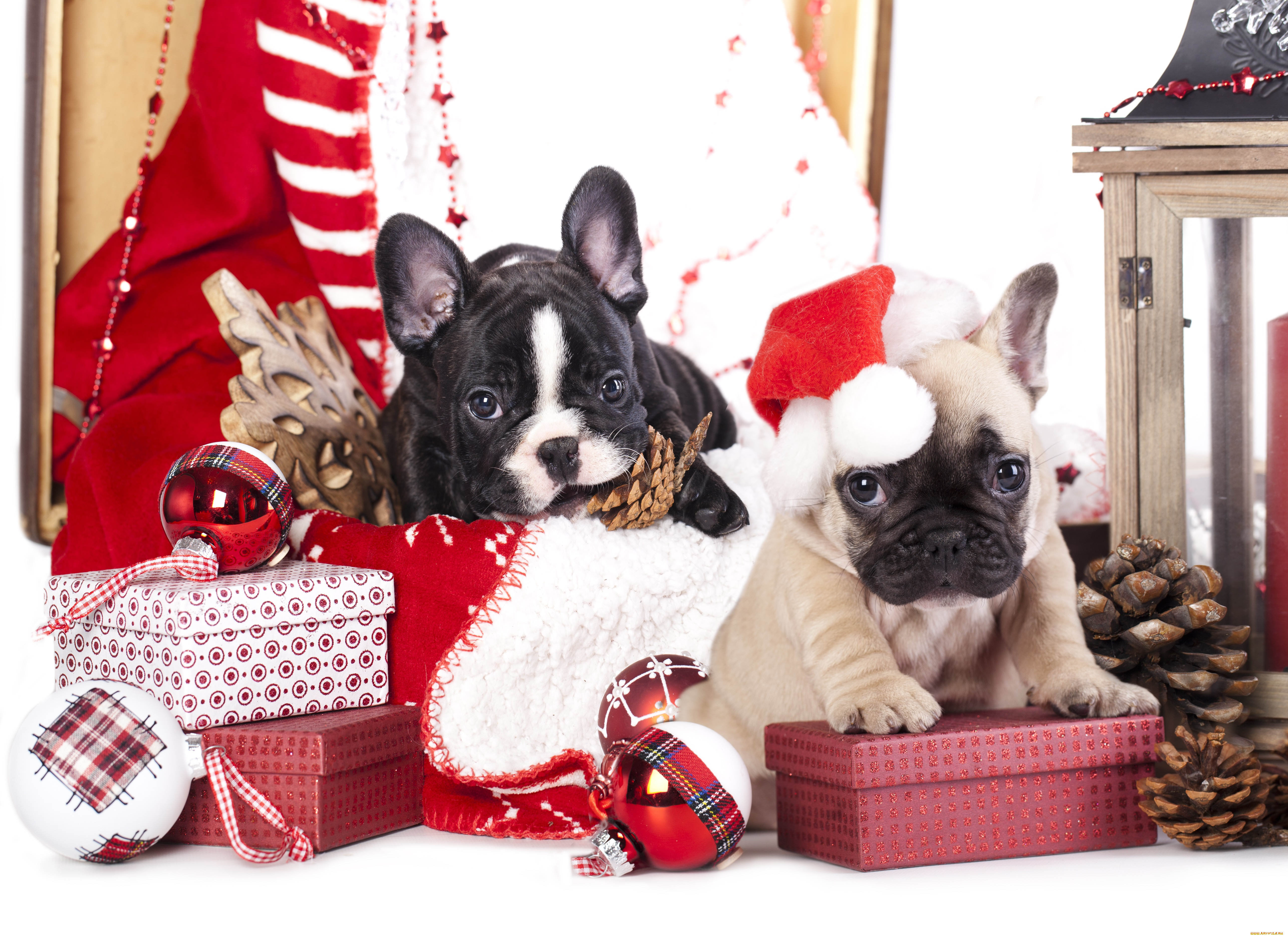 животные, собаки, игрушки, шишки, снежинка, шарики, колпак, коробки, подарки, щенки, французский, бульдог