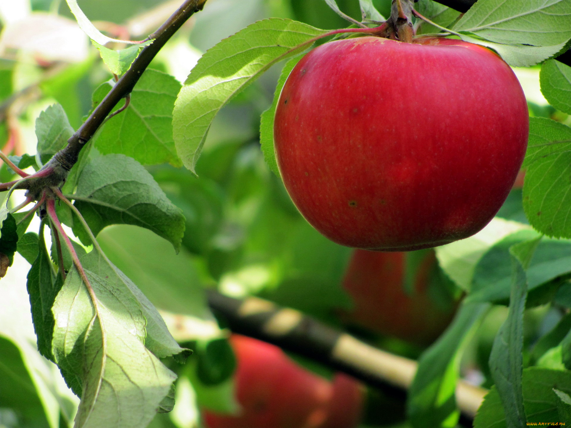 природа, плоды, яблоко