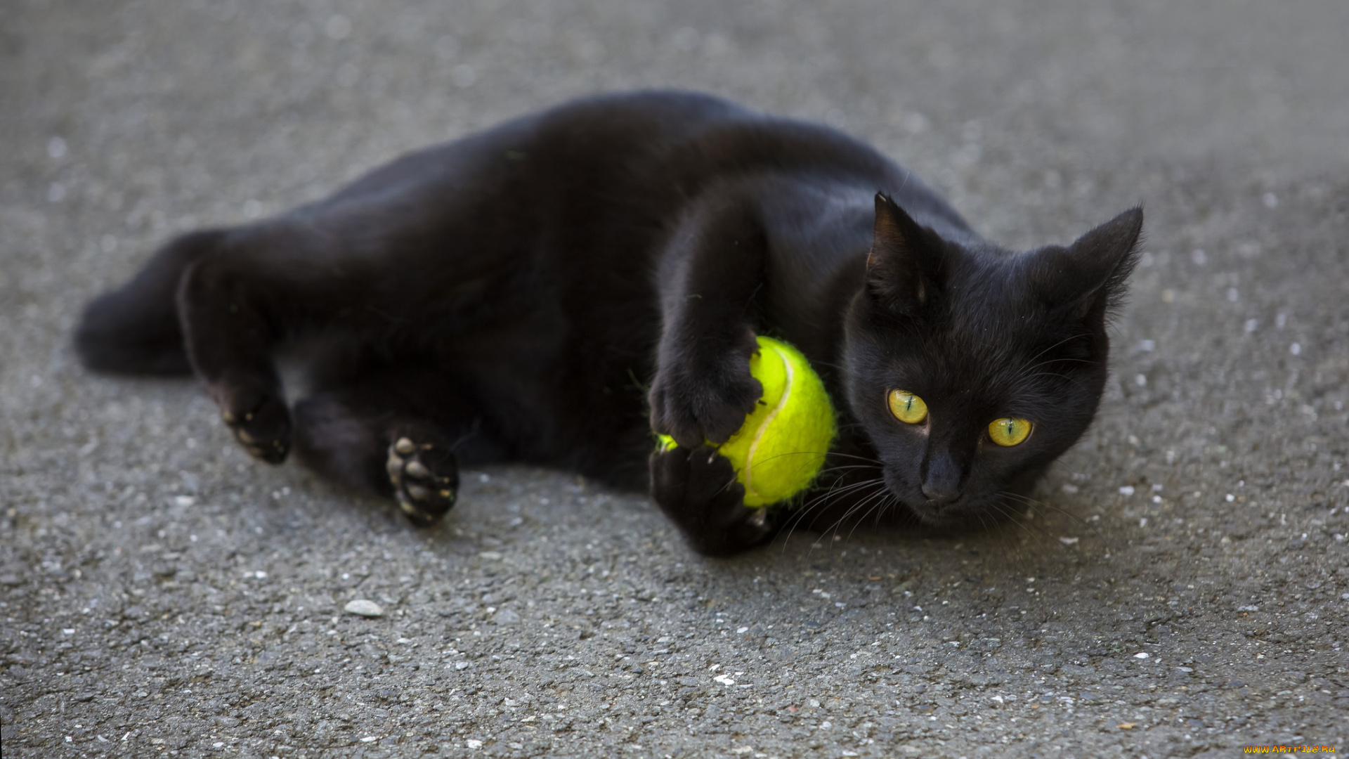 кот, животные, коты, черный