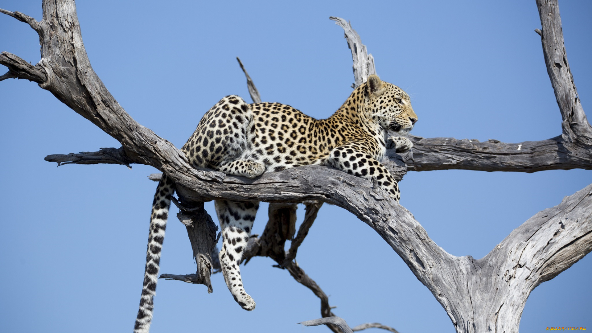 животные, леопарды, отдых, лежит, пятна, дерево, хищник, кошка, африка, окрас