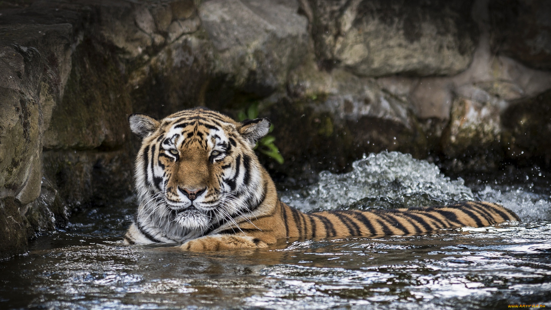 животные, тигры, кошка, хищник, водоём, купание, вода, морда