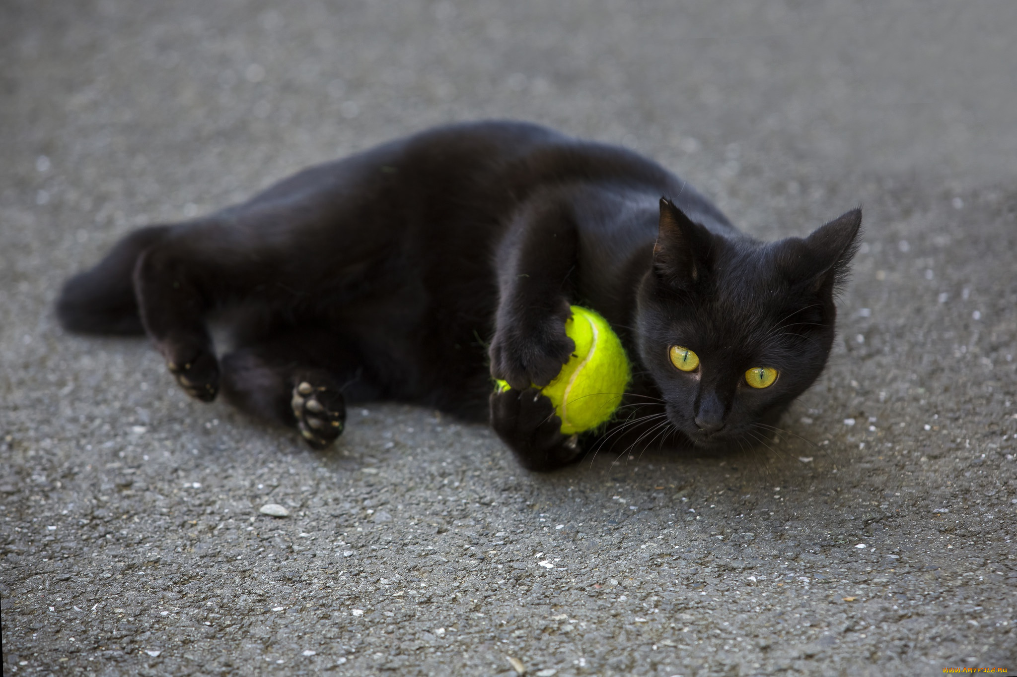 кот, животные, коты, черный