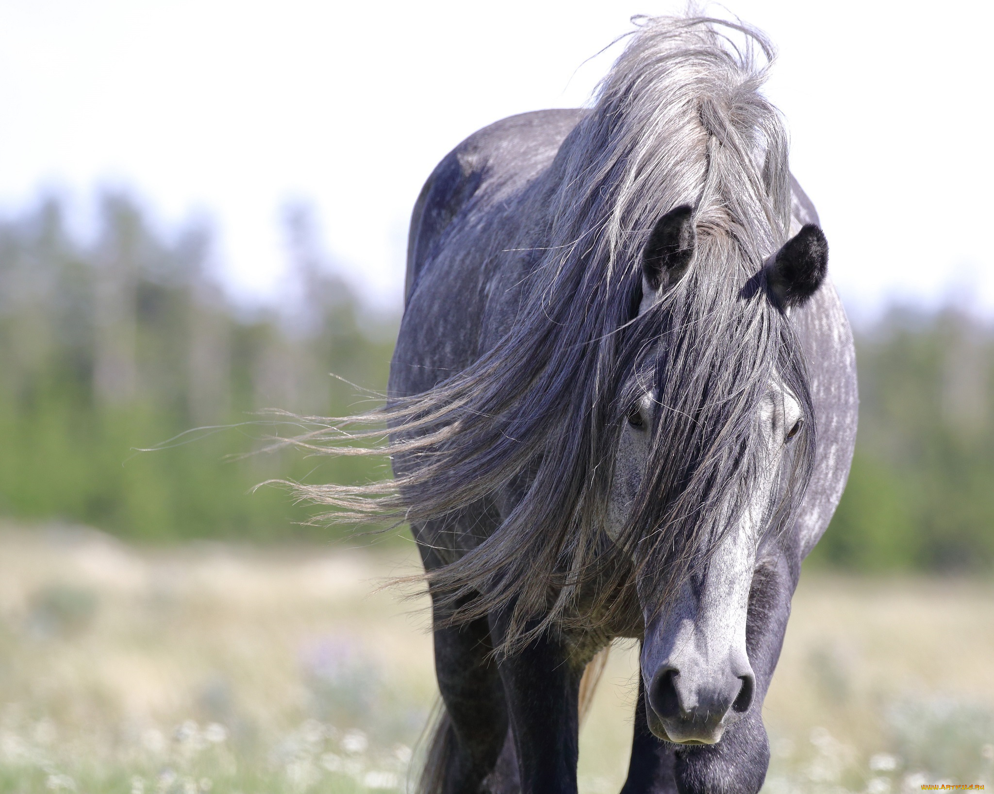 Конь с черной гривой. Лошадь с длинной гривой. Пепельный конь. Серый конь. Грива коня.