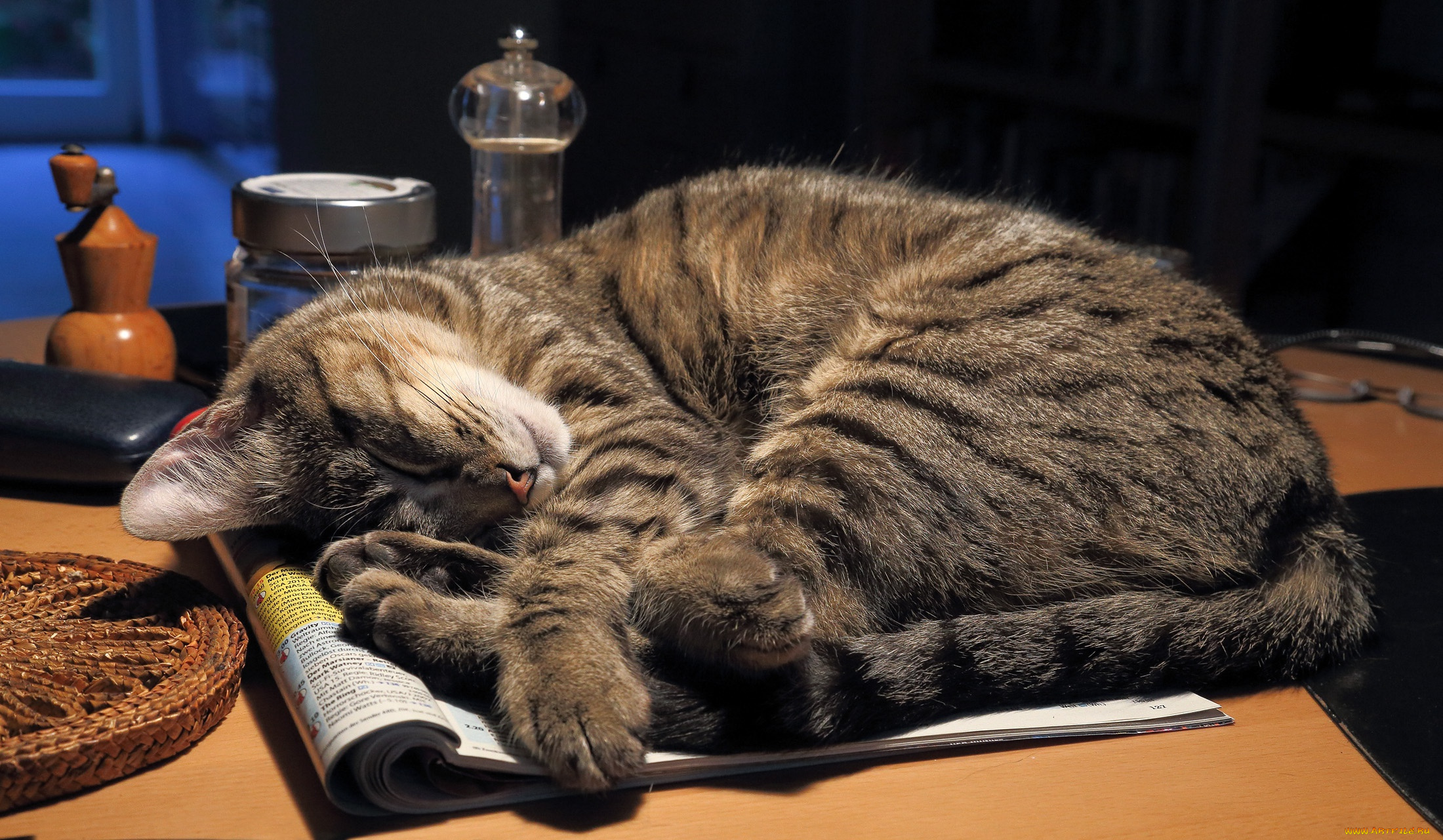 животные, коты, сон, кот, кошка, стол, журнал