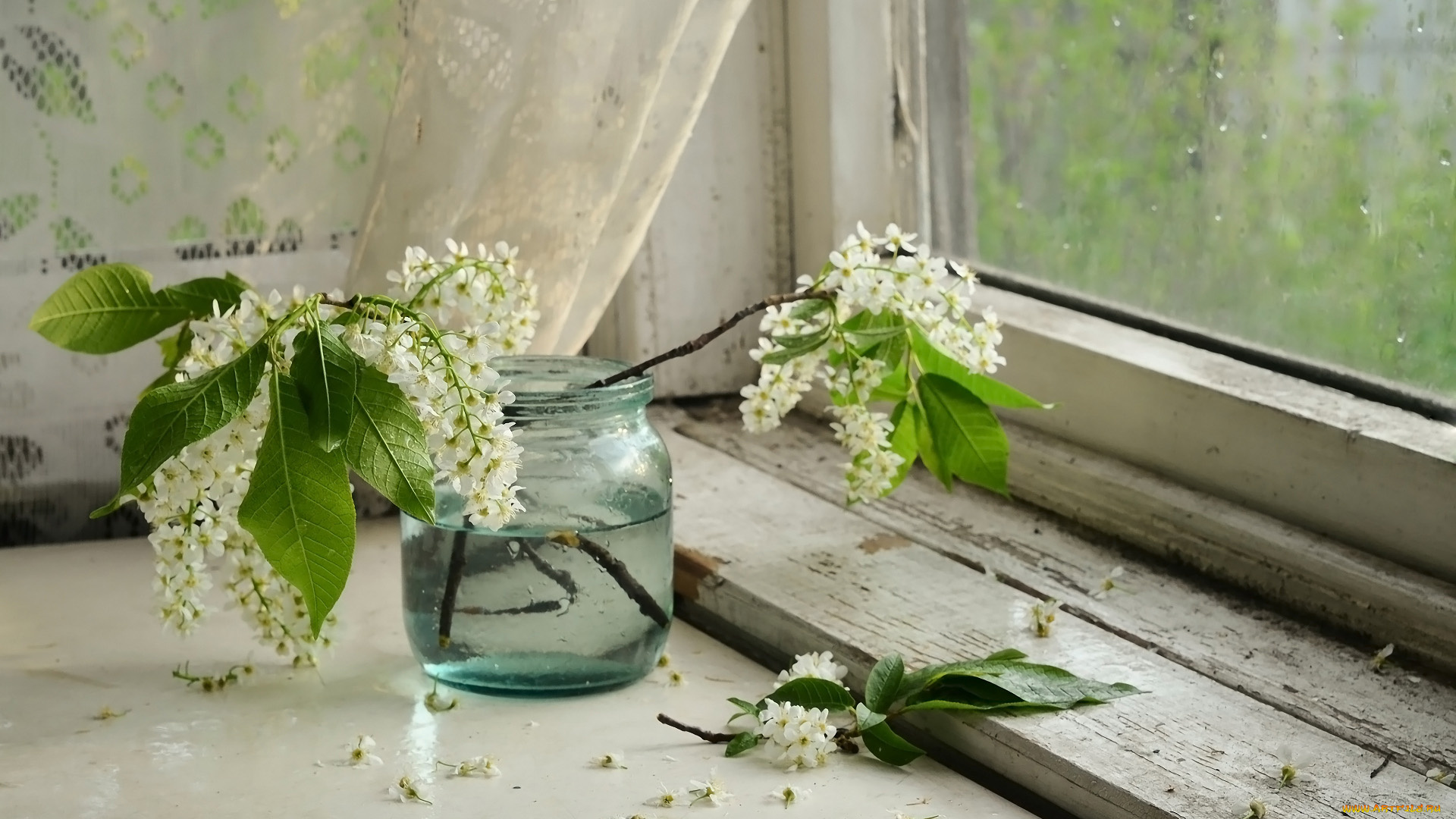 цветы, черемуха, банка, окно, весна