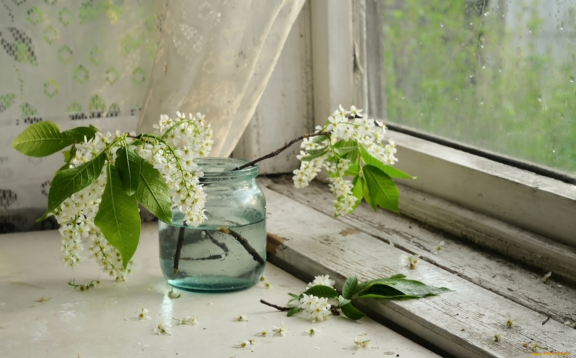 цветы, черемуха, банка, окно, весна