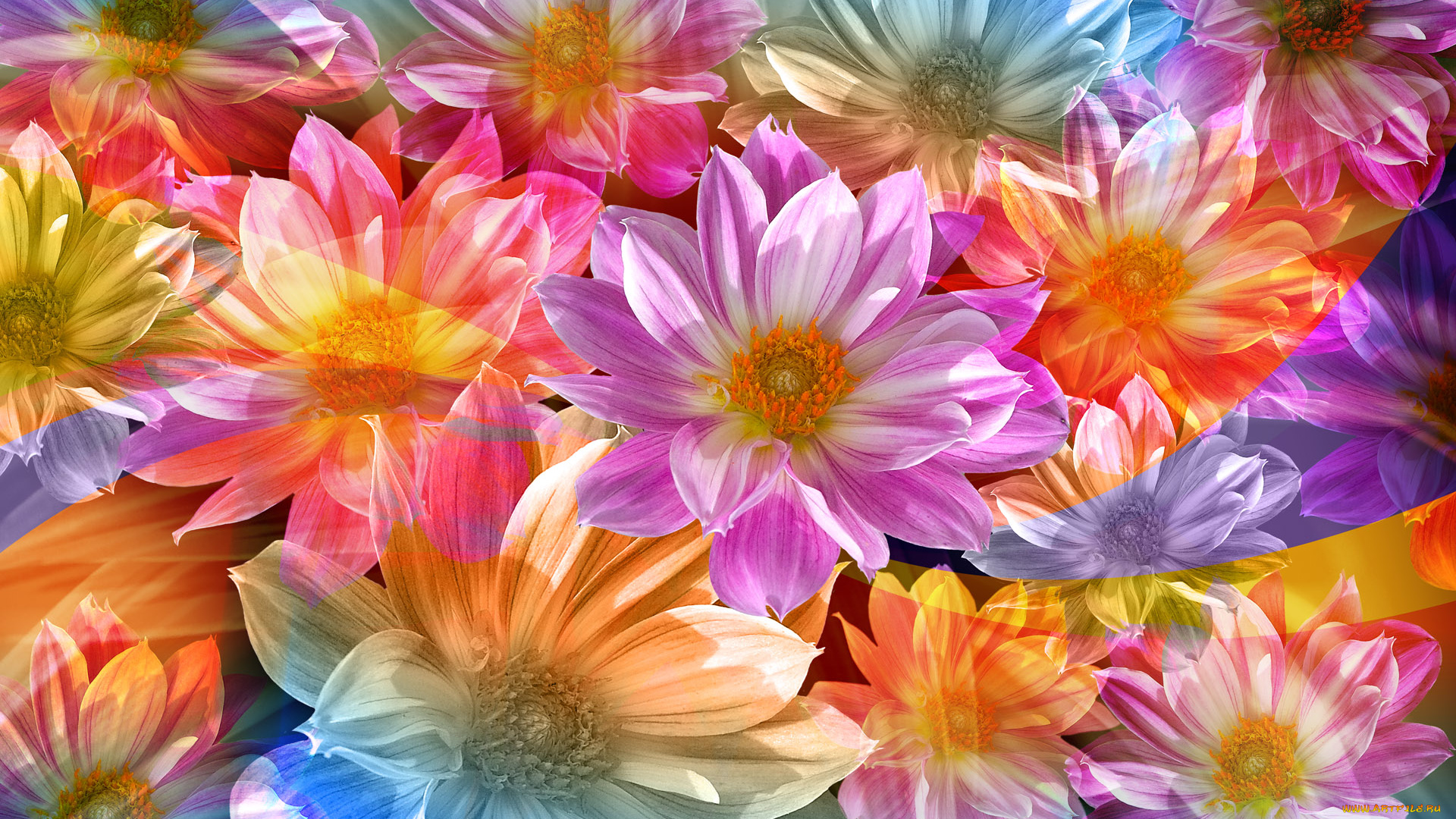 цветы, хризантемы