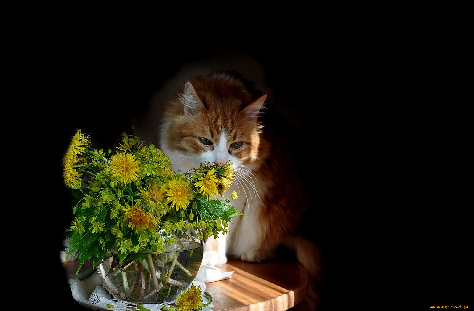 животные, коты, кот, кошка, цветы