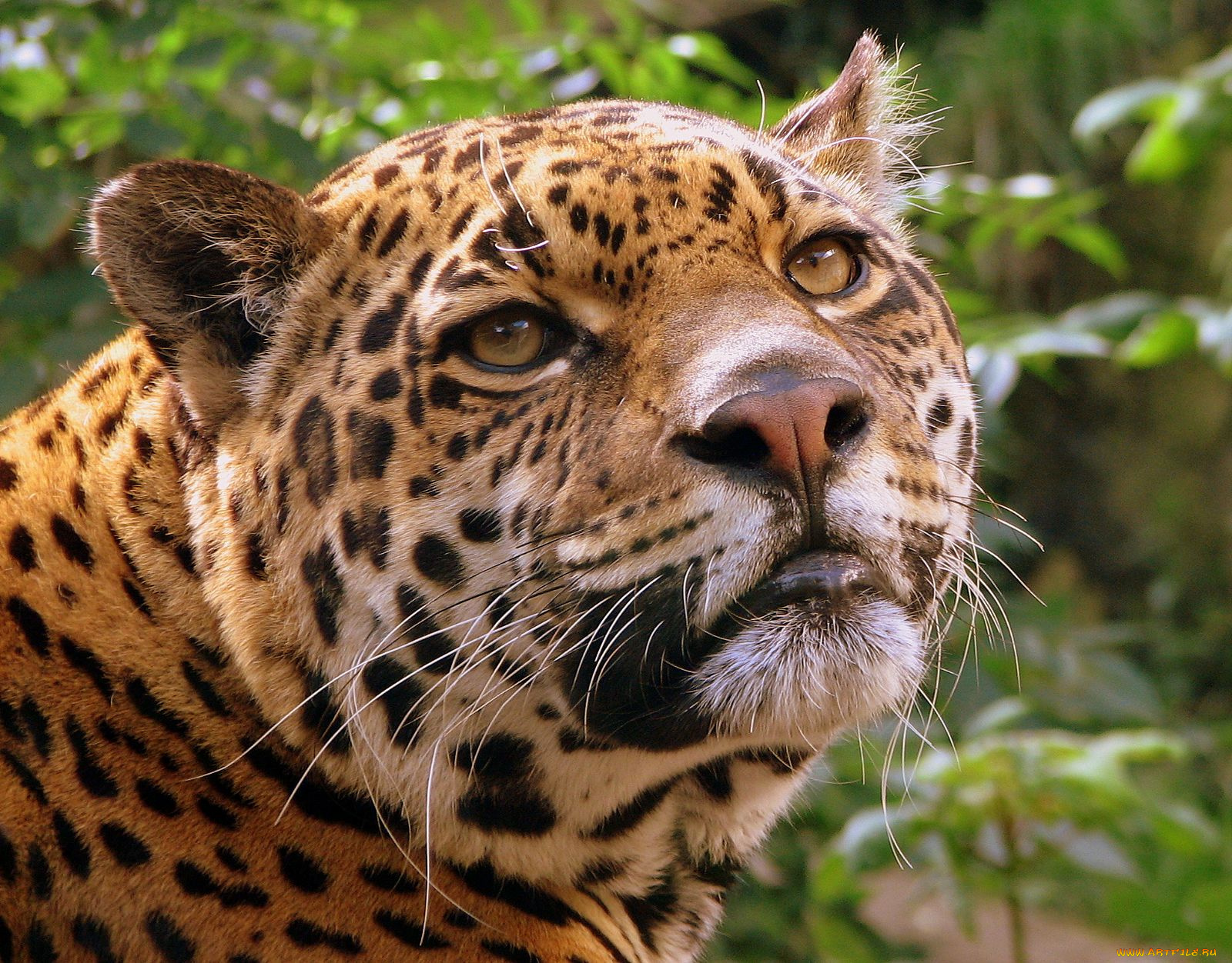 животные, Ягуары, jaguar