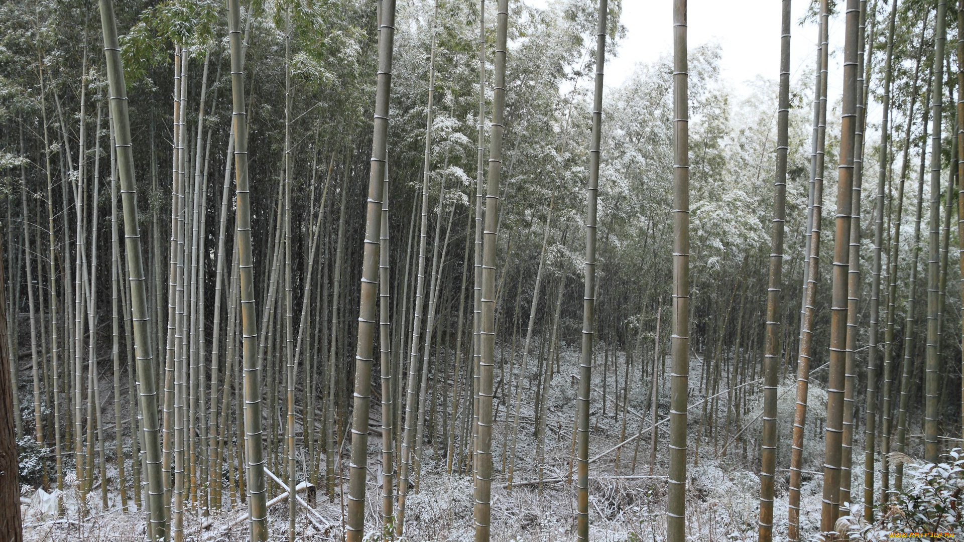 природа, зима, бамбук
