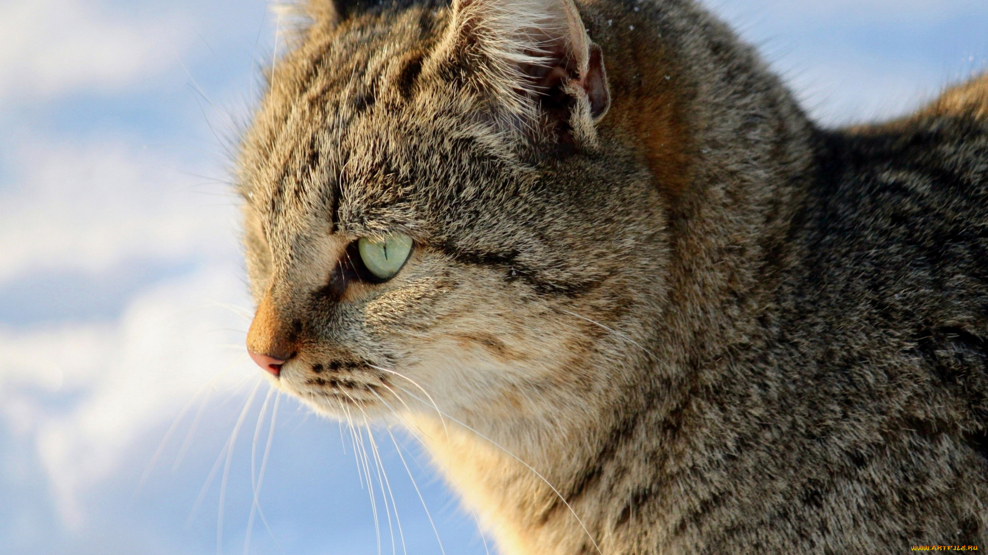 животные, коты, кошка, кот