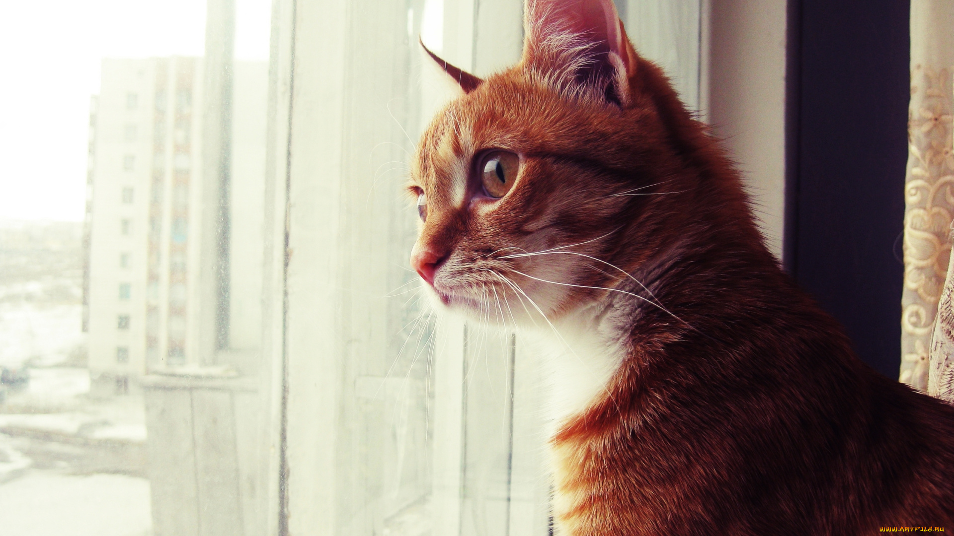 животные, коты, окно, рыжий, кот