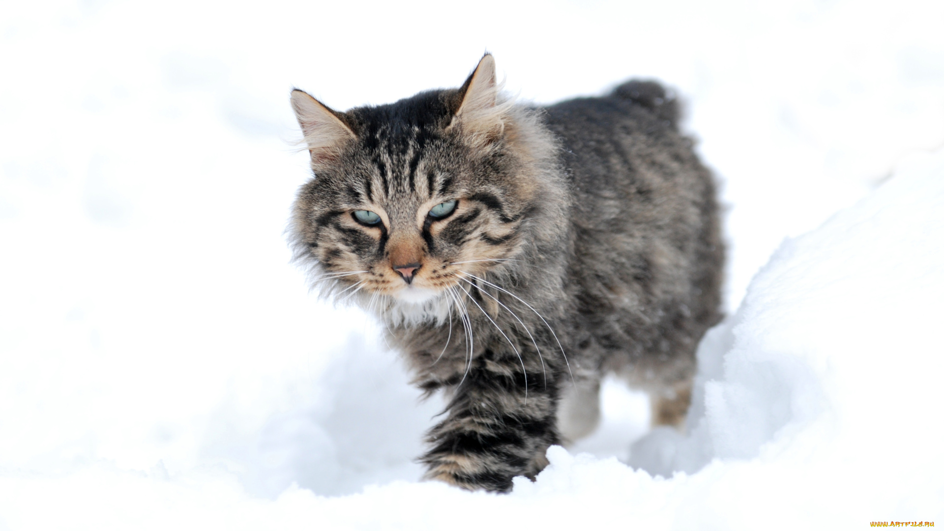 животные, коты, снег, кот, кошка