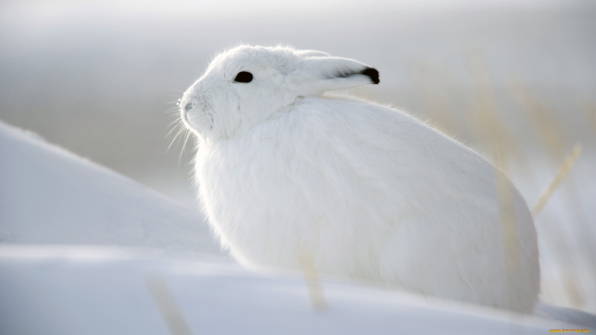 животные, кролики, зайцы, зима
