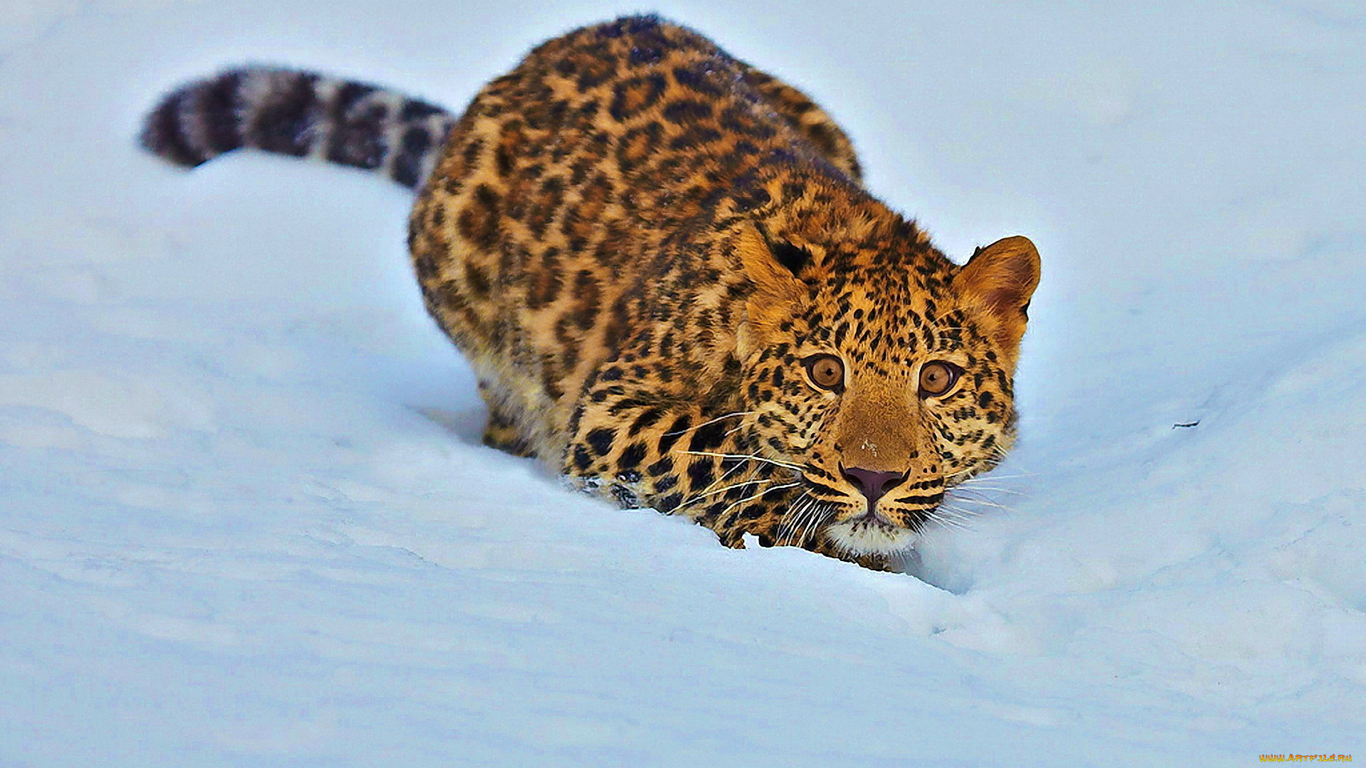 животные, леопарды, котёнок, леопард, снег