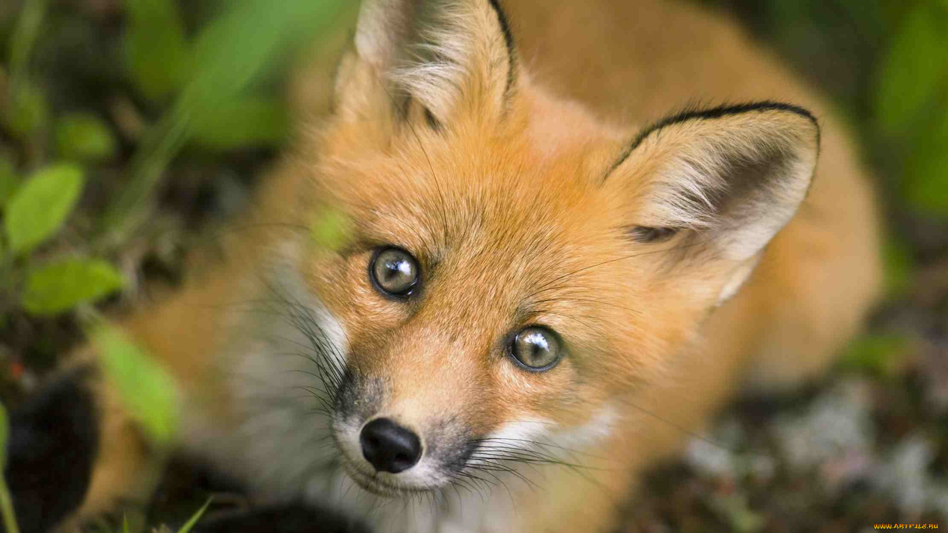 животные, лисы, fox