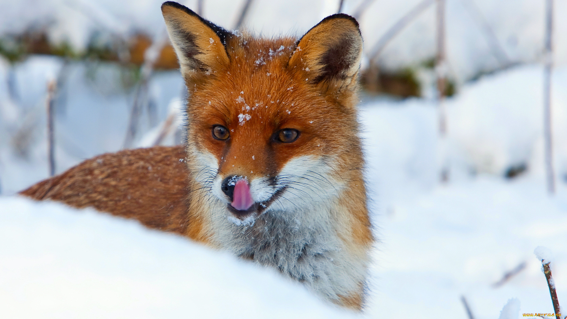 животные, лисы, лиса, язык, снег